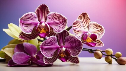 orchid on black background