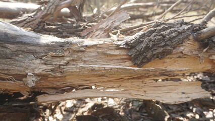 Broken tree trunk