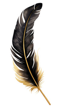 PNG Black color feather white background lightweight fragility