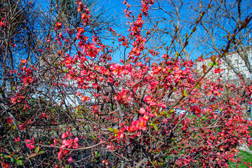 Весна. Цветение