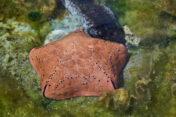 Fototapeta premium Spiny cushion star (Culcita schmideliana) underwater in the tropical waters of the ocean