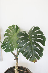 Dark green leaves of monstera or split-leaf philodendron (Monstera deliciosa) the tropical foliage plant bush popular houseplant isolated on white background © Danial