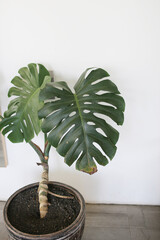 Dark green leaves of monstera or split-leaf philodendron (Monstera deliciosa) the tropical foliage plant bush popular houseplant isolated on white background © Danial