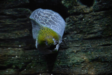 The undulated moray (Gymnothorax undulatus) underwater in the tropical waters of the ocean