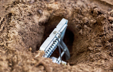 Installing a mole trap in a garden plot in a mole hole, close-up