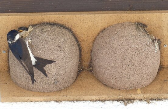 mehschwlbe 
Mehlschwalbe bei der F&uuml;tterung am Nest


