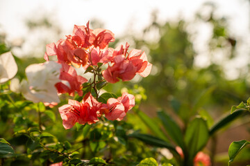 Peach and white translucent flowers amidst bright sunlight