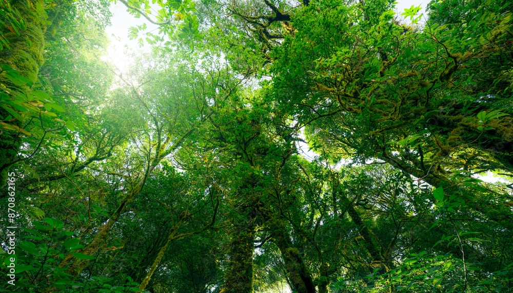 Wall mural looking up view of tree trunk to green leaves of tree in forest with sun light. fresh environment in