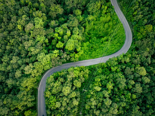 Aerial view of dense green trees in forest capture CO2 and curve highway road. Green trees...