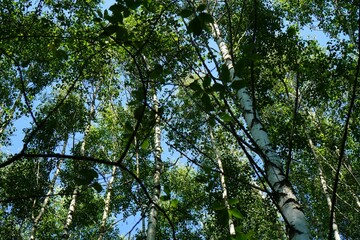 a view of the crown of birch trees with green leaves and white trunks against the blue sky during a...