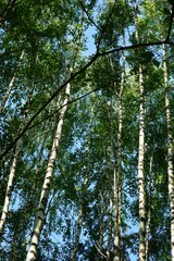 vertical photo with a view of the crown of birch trees with green leaves and white trunks against a blue sky during a summer trip to Europe during the holidays