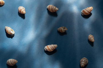 Seashells with underwater shadows on the blue background top view.