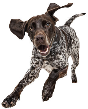 Playful German Shorthaired Pointer Running &ndash; Energetic Spotted Dog in Action