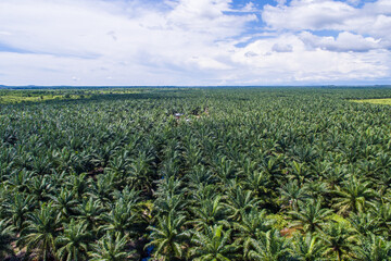 aerial view of palm oil plantation