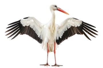 Fototapeta premium A large white bird stands on a white surface