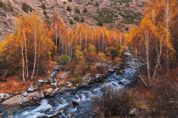 colorful landscape with a mountain river stream in a birch forest with orange trees in the valley in autumn