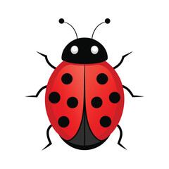 illustration of a ladybug insect on white