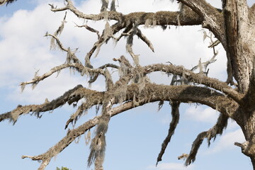 branches