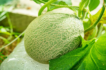 Fresh melons plants