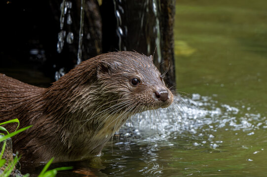 Eurasian otter / European river otter (Lutra lutra) close-up portrait in stream