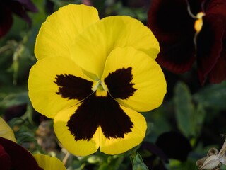 The yellow - dark purple flower of garden pansy, Viola x wittrockiana