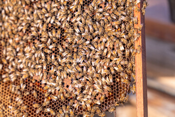 A large group of bees are gathered on a wooden board