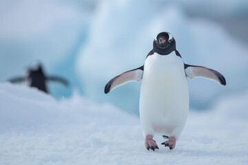Fototapeta premium Penguins in the arctic walking around snow area.