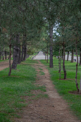 Path in the park. Path among the trees.