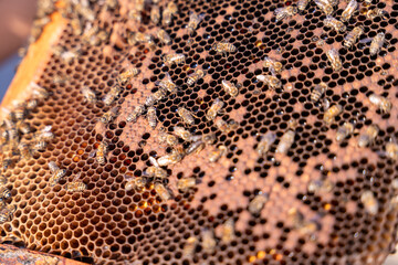 A close up of a honeycomb with many bees on it