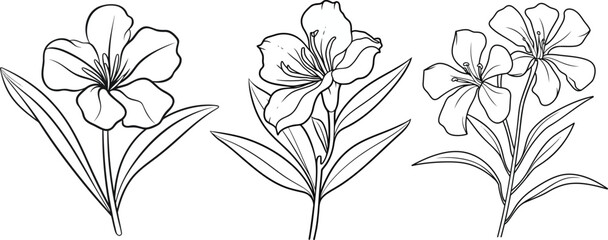 Fototapeta premium A collection of freesia flower line art vector illustrations set isolated on transparent background. Modern minimalist design for logo, tattoo, wall art, poster, packaging, stickers. Black ink sketch.