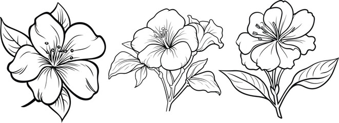 Collection of jasmine, trumpet, and rhododendron flower line art vector illustrations set isolated on transparent background. Modern minimalist design for logo, tattoo, wall art, poster,