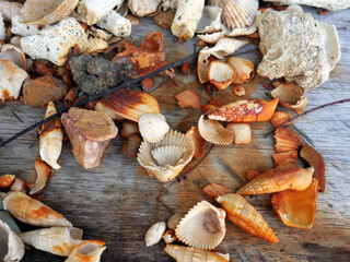small rusty seashells with wood background