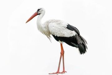 Fototapeta premium A white stork sitting on top of a wooden post, possibly in a rural or wildlife setting