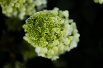 closeup hydrangea. Beautiful natural background with delicate white hydrangea flowers in landscape design. Flowers in the garden. Hydrangea flowers art photo with copy space. High quality 