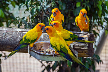 Sun conure, also known as the sun parakeets, eating their food together in Jungle Safari zoo at Kevadia, Gujrat, India.