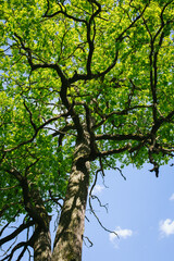 tree in the park