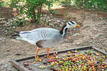 A Bar-headed goose (Anser indicus), eating small fruits in Jungle Safari zoo in Kevadia near Statue of Unity, Gujrat, India.