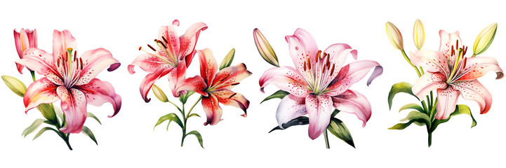 Watercolor floral arrangement featuring pink lilies and green leaves, delicate and elegant design. Watercolor Clipart on Transparent Background.

