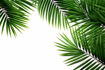 Fototapeta premium Tropical palm leaves isolated on white background for design projects and creative compositions