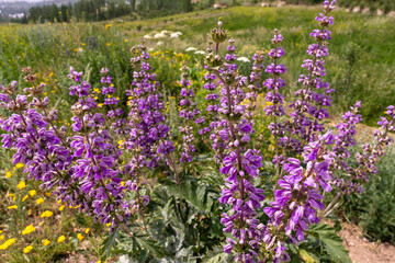 Obraz premium A field of purple flowers with yellow flowers in the background