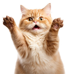 Fototapeta premium PNG Mammal animal kitten cute.