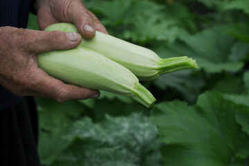 Hand holding green zucchini plant in garden