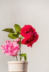 ikebana with roses on grey background