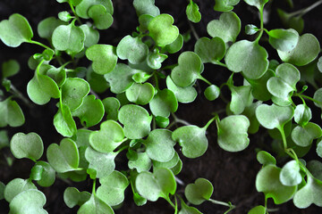 a microgreen growing in a pot with water drops    