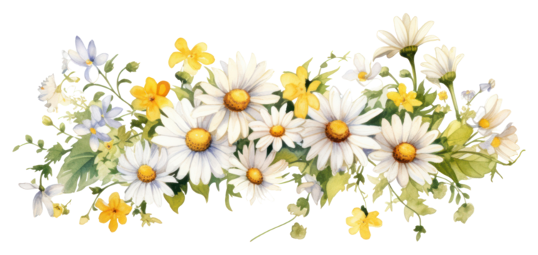 PNG Daisy flowers daisy graphics plant.