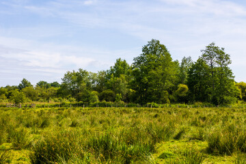 Champ dans le marais du Grand Hazé, espace naturel sensible classé Natura 2000 à Briouze