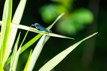 Caloptéryx vierge (Calopteryx virgo) sur une feuille dans le marais du Grand Hazé, espace naturel sensible classé Natura 2000 à Briouze