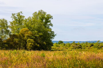 Champ dans le marais du Grand Haz&eacute;, espace naturel sensible class&eacute; Natura 2000 &agrave; Briouze