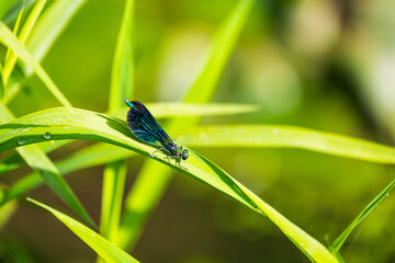 Caloptéryx vierge (Calopteryx virgo) sur une feuille dans le marais du Grand Hazé, espace naturel sensible classé Natura 2000 à Briouze