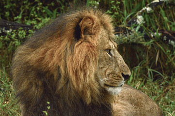 Lions male 